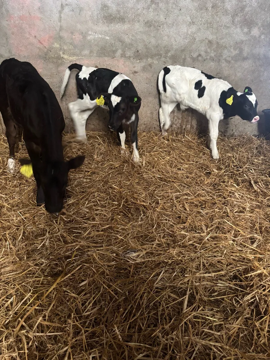 Limousine and fr calves - Image 4