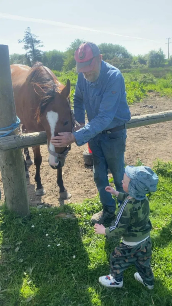 Sports Horse - Image 2