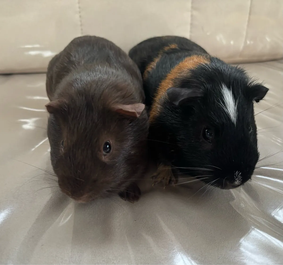 Guinea pigs - Image 1