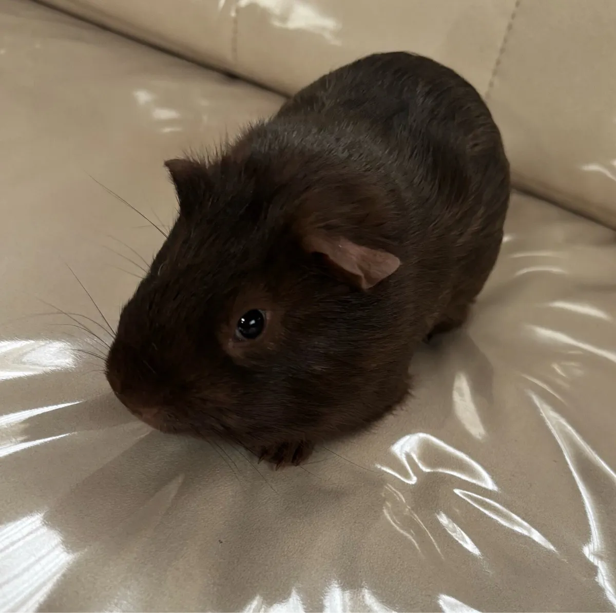 Guinea pigs - Image 2