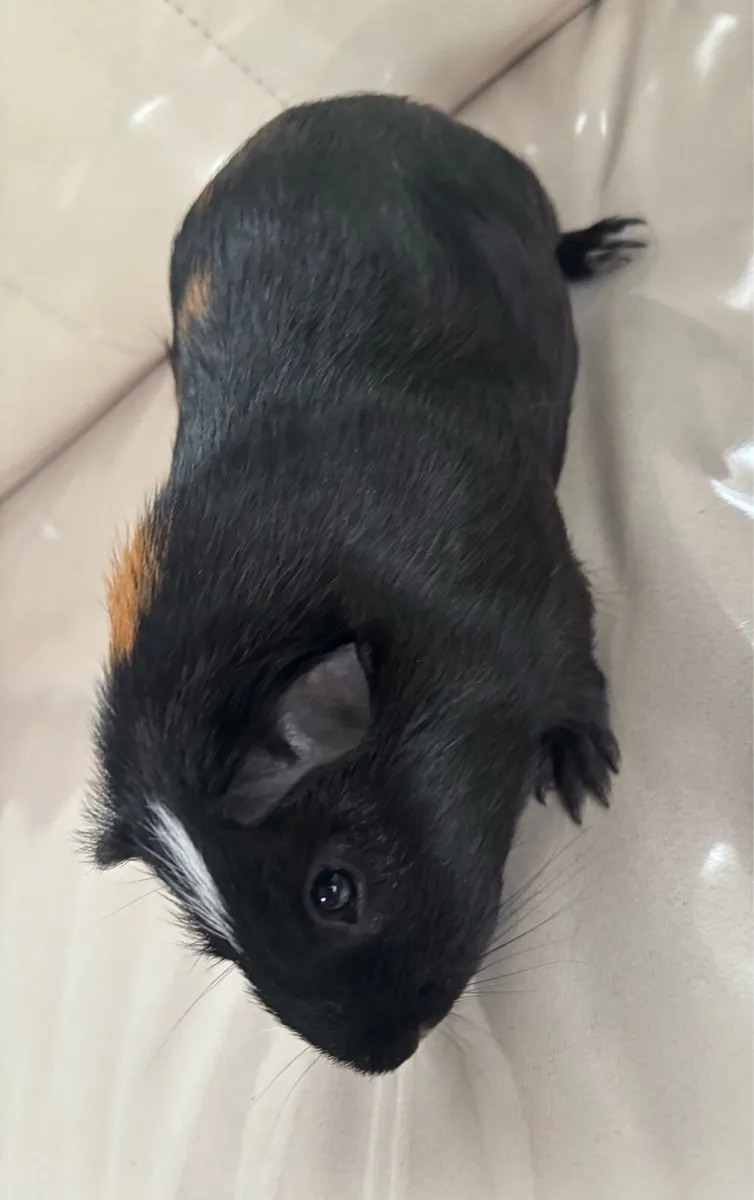 Guinea pigs - Image 3