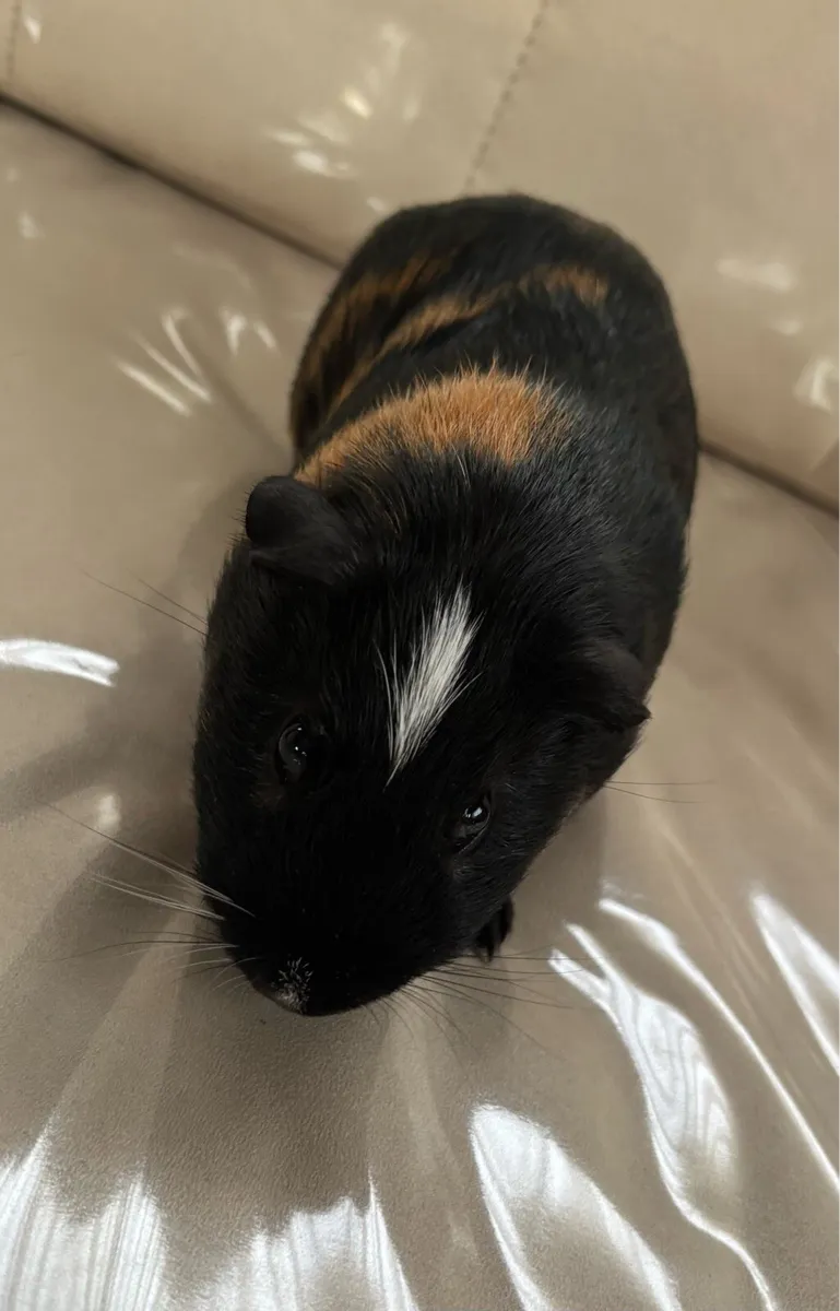 Guinea pigs - Image 4