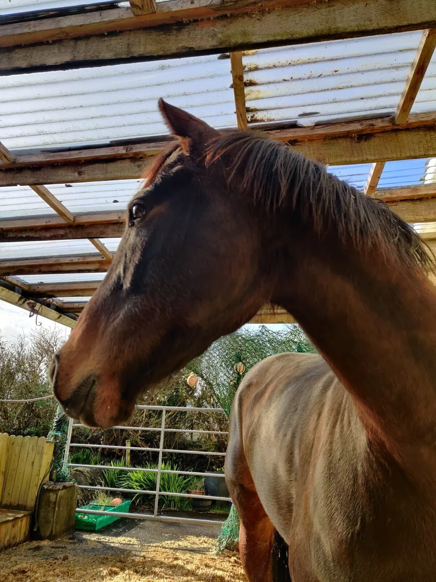 ‼️presenting mare ‼️ - Image 3