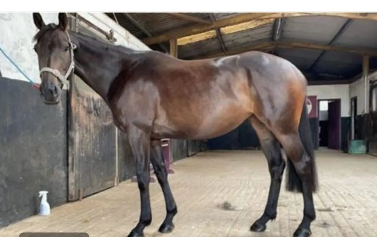 ‼️presenting mare ‼️ - Image 4