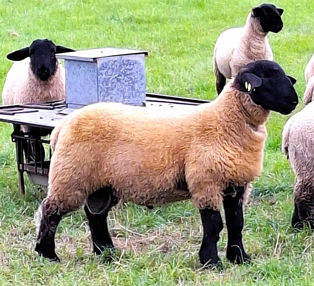 PB Reg  Suffolk  Roscommon Saturday 9th - Image 3