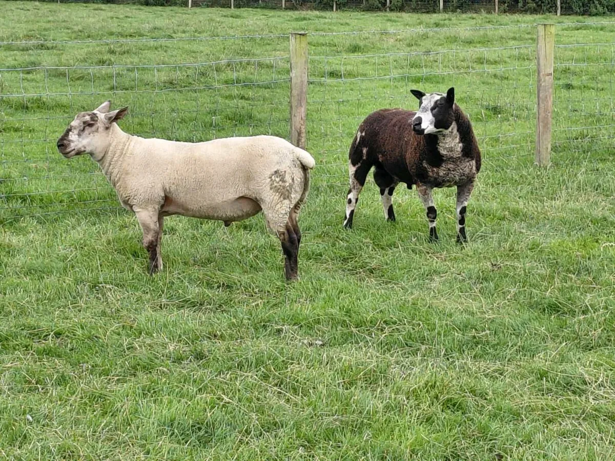 Suftex shearlings - Image 2