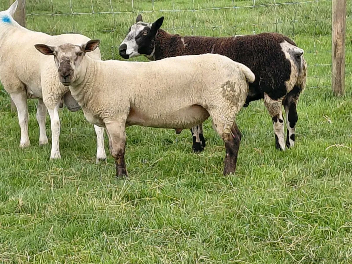 Suftex shearlings - Image 3