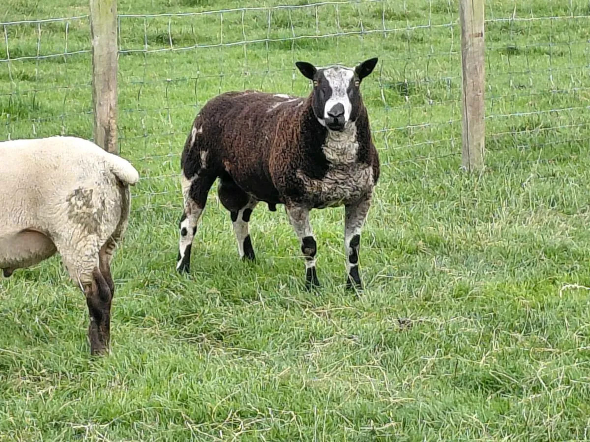 Suftex shearlings - Image 4