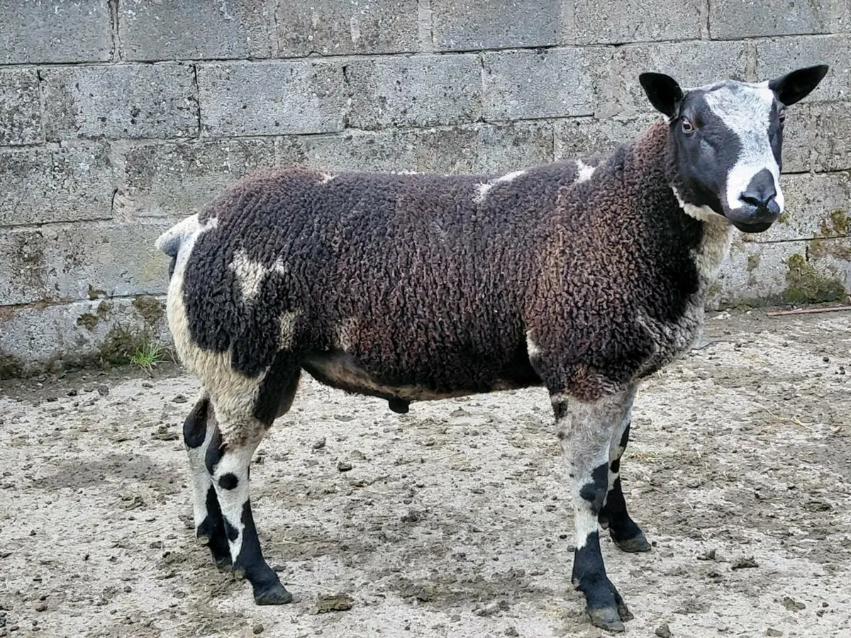 Suftex shearlings - Image 1