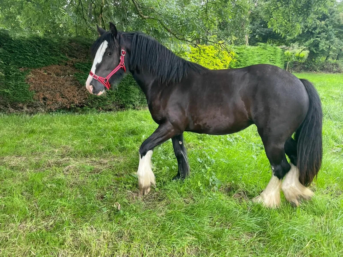 Horse - Mare - Image 1