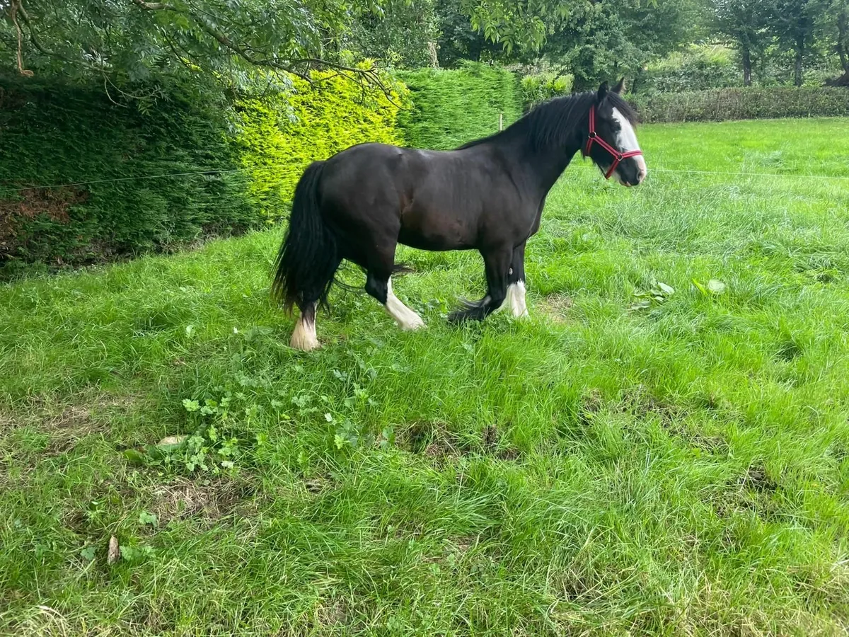 Horse - Mare - Image 2
