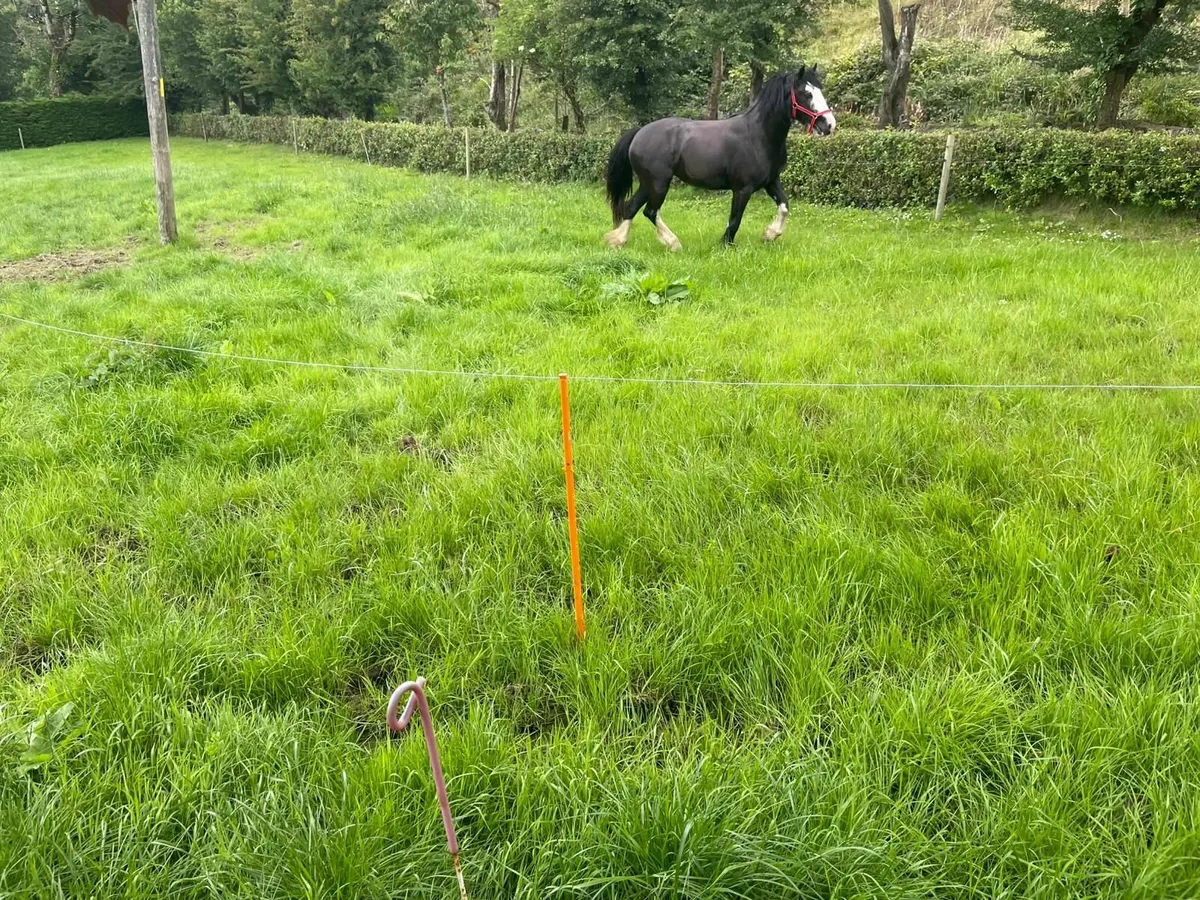 Horse - Mare - Image 3