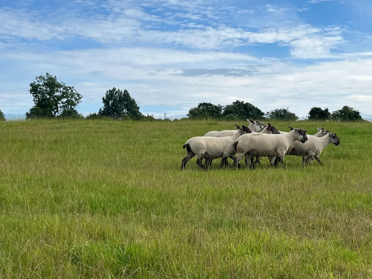 Suffock cheviot hoggets - Image 4