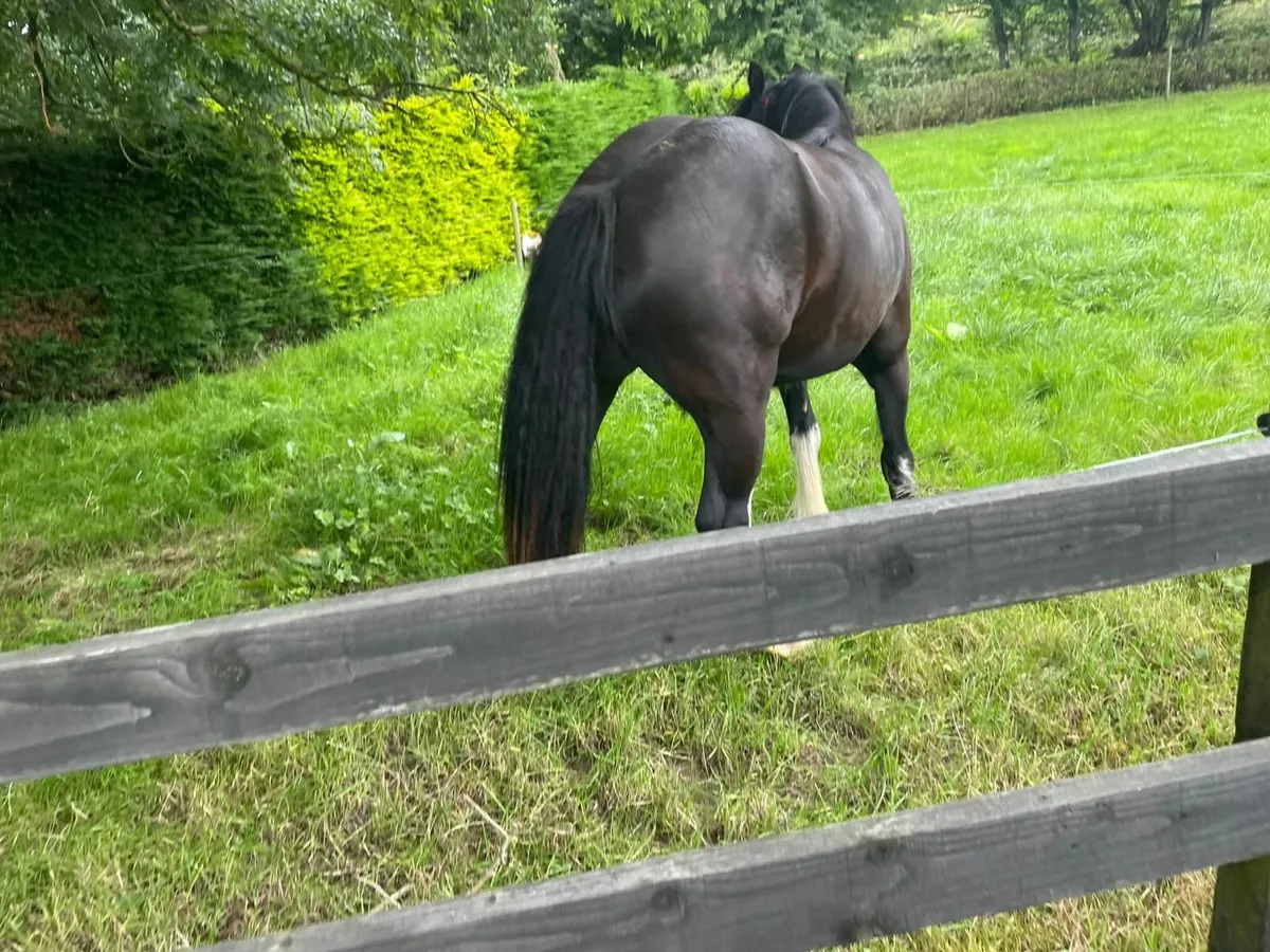 Horse - Mare - Image 4
