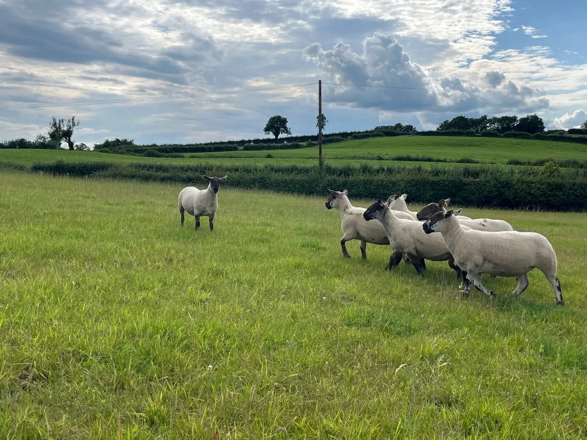 Suffock cheviot hoggets - Image 1