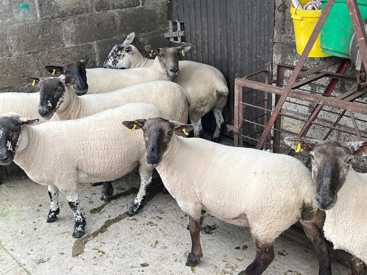 Suffock cheviot hoggets - Image 3