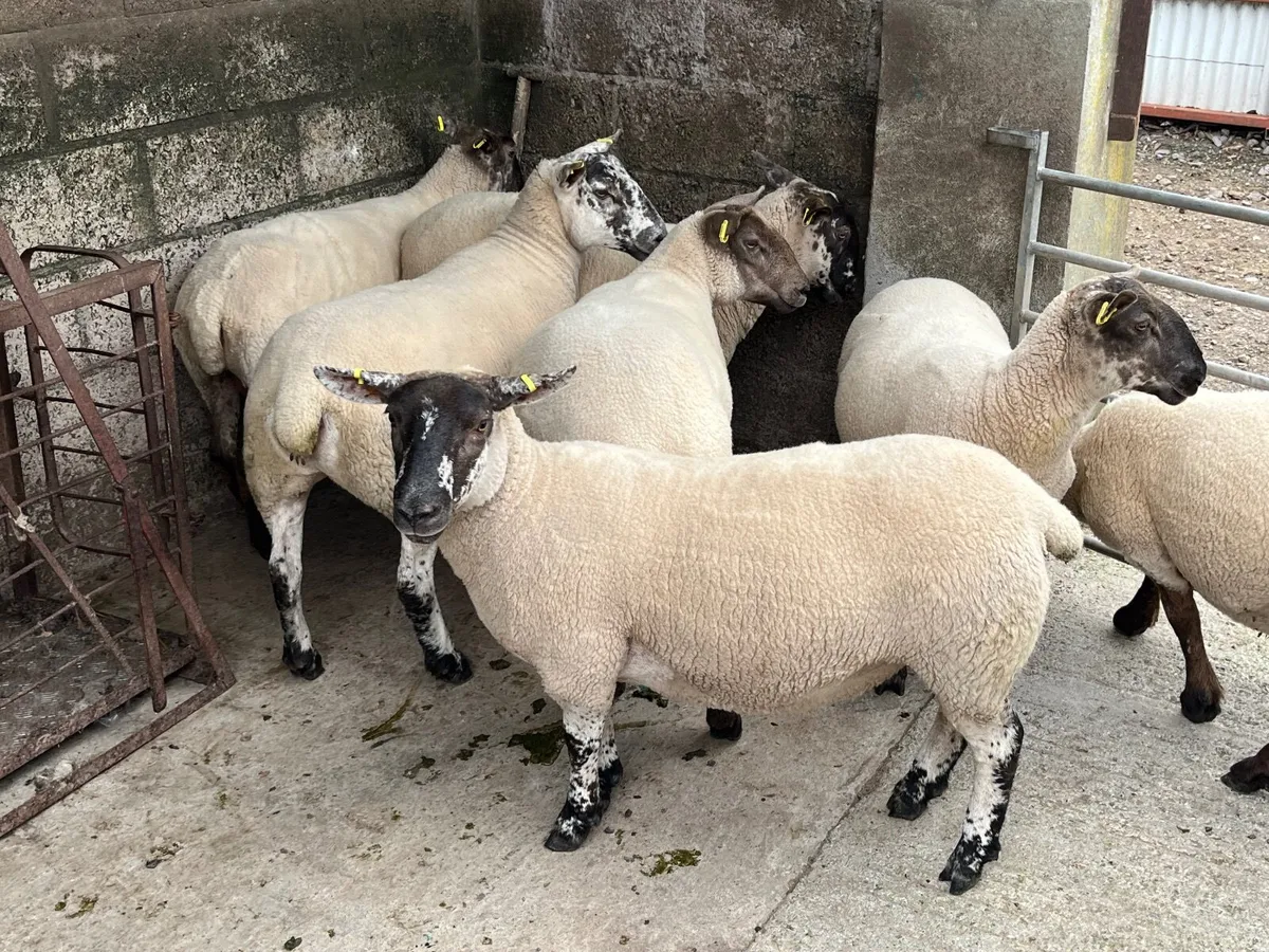 Suffock cheviot hoggets - Image 2