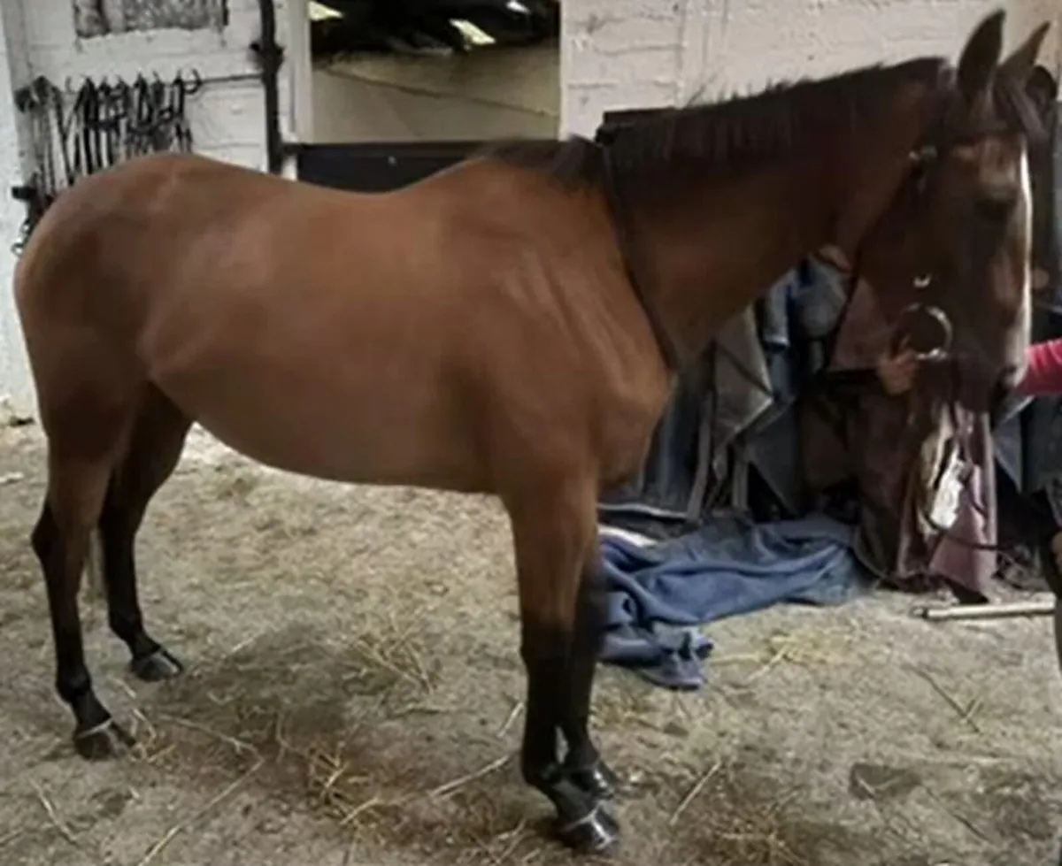Sports Horse - Image 3