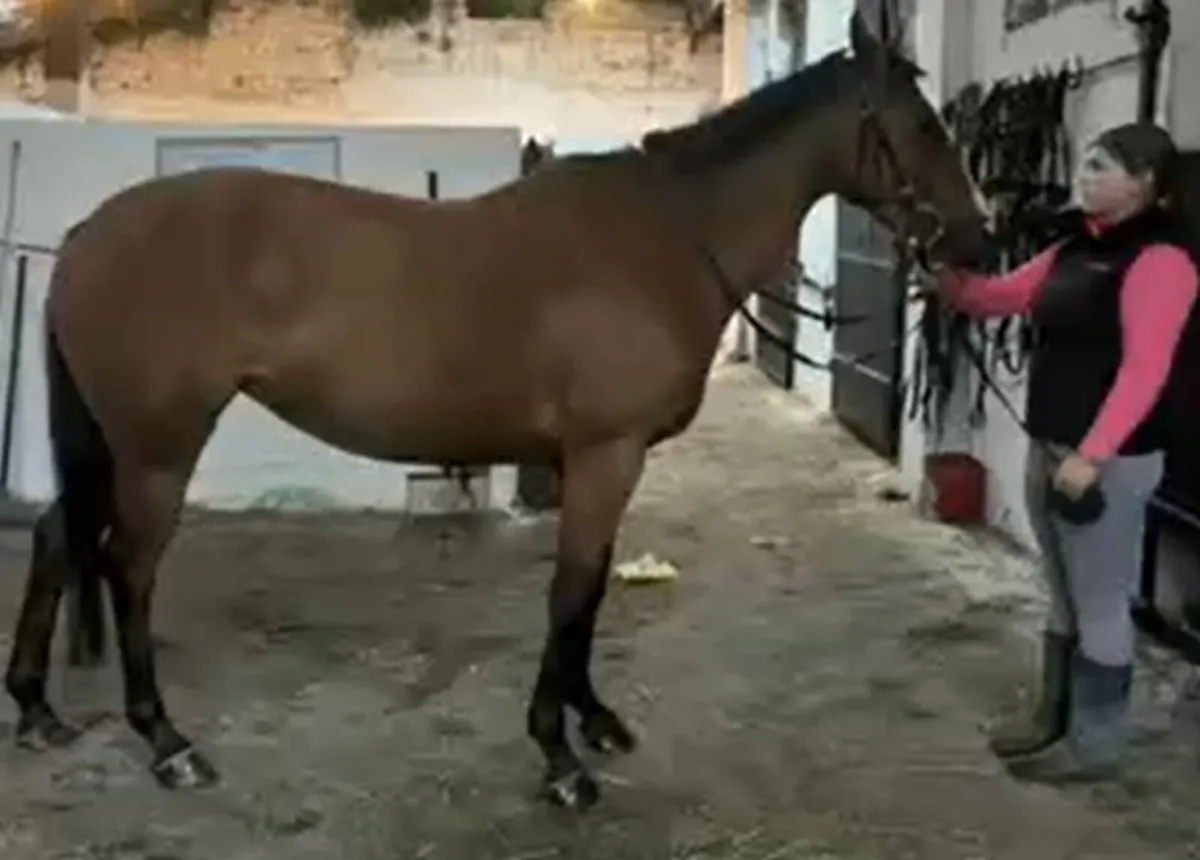 Sports Horse - Image 4