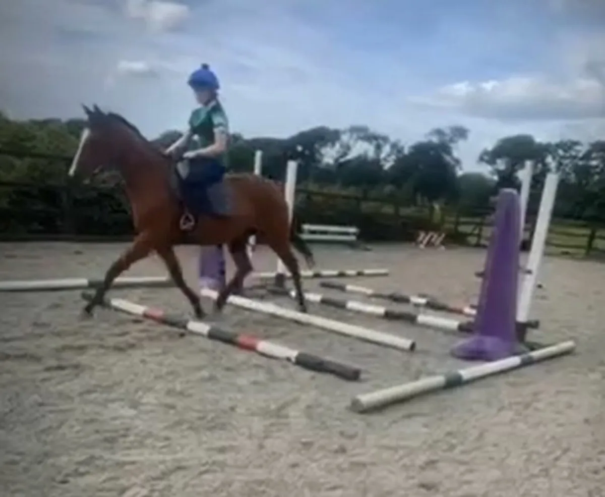 Sports Horse - Image 1