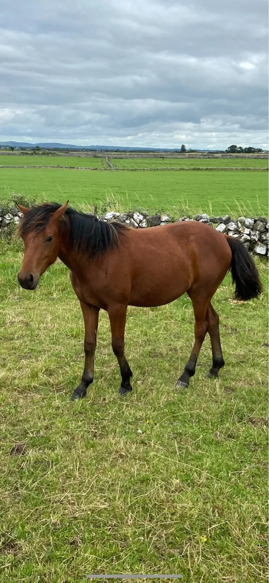 Bay yearling connemara filly - Image 1