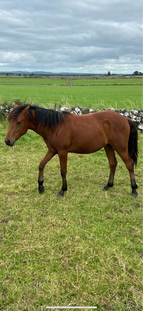Bay yearling connemara filly - Image 2