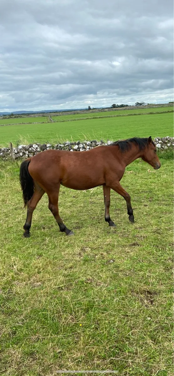 Bay yearling connemara filly - Image 3