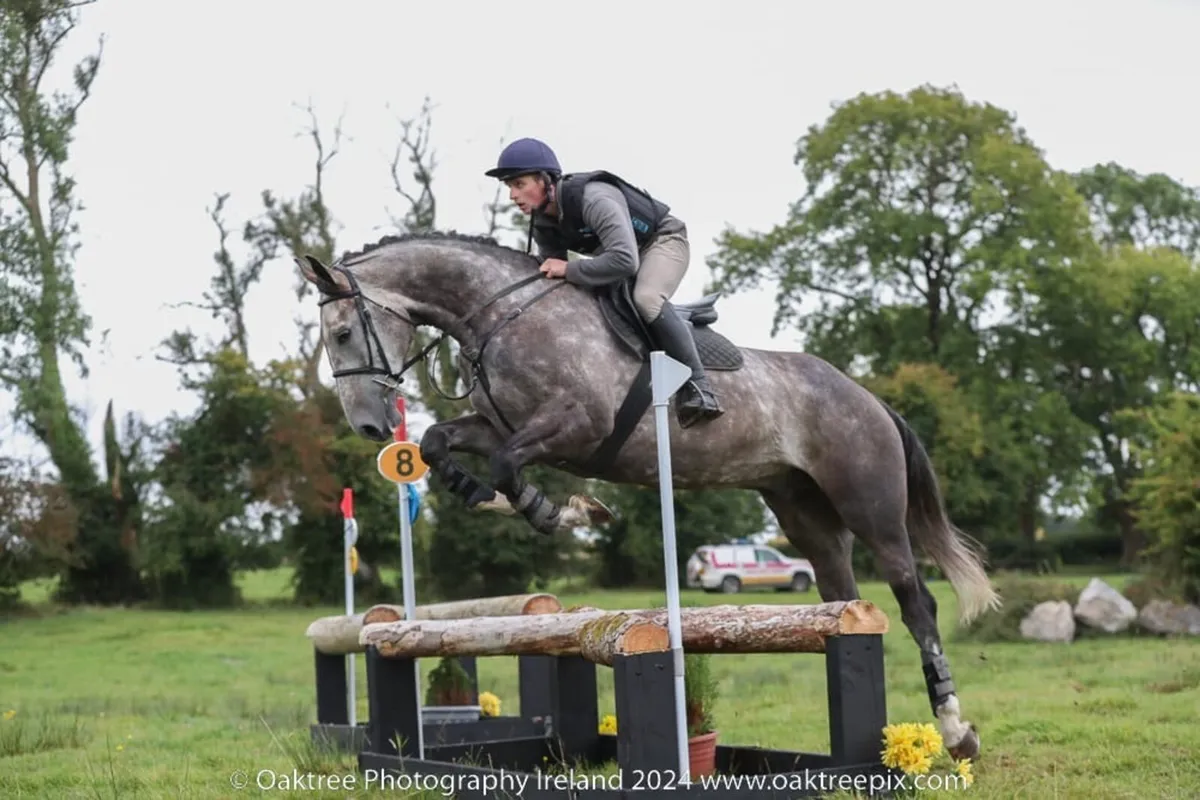 17h All-Rounder Gelding - Image 2