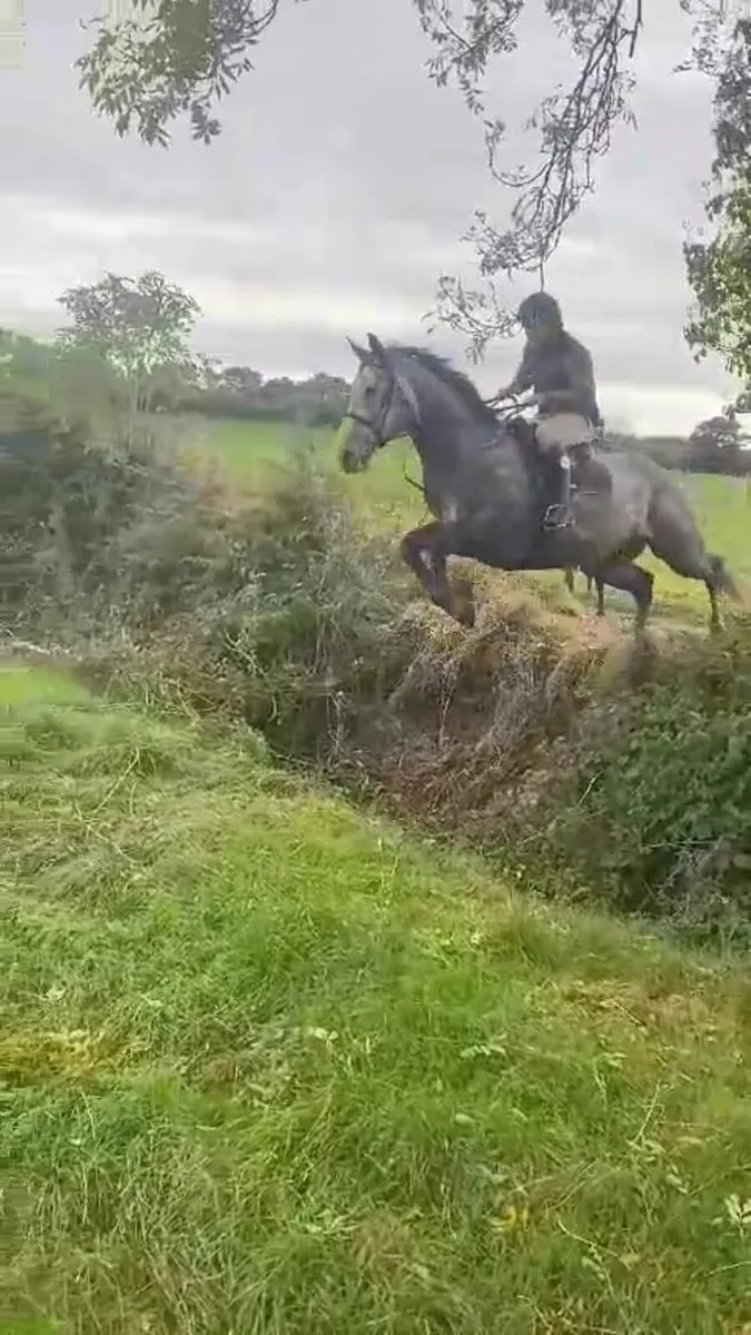 17h All-Rounder Gelding - Image 3