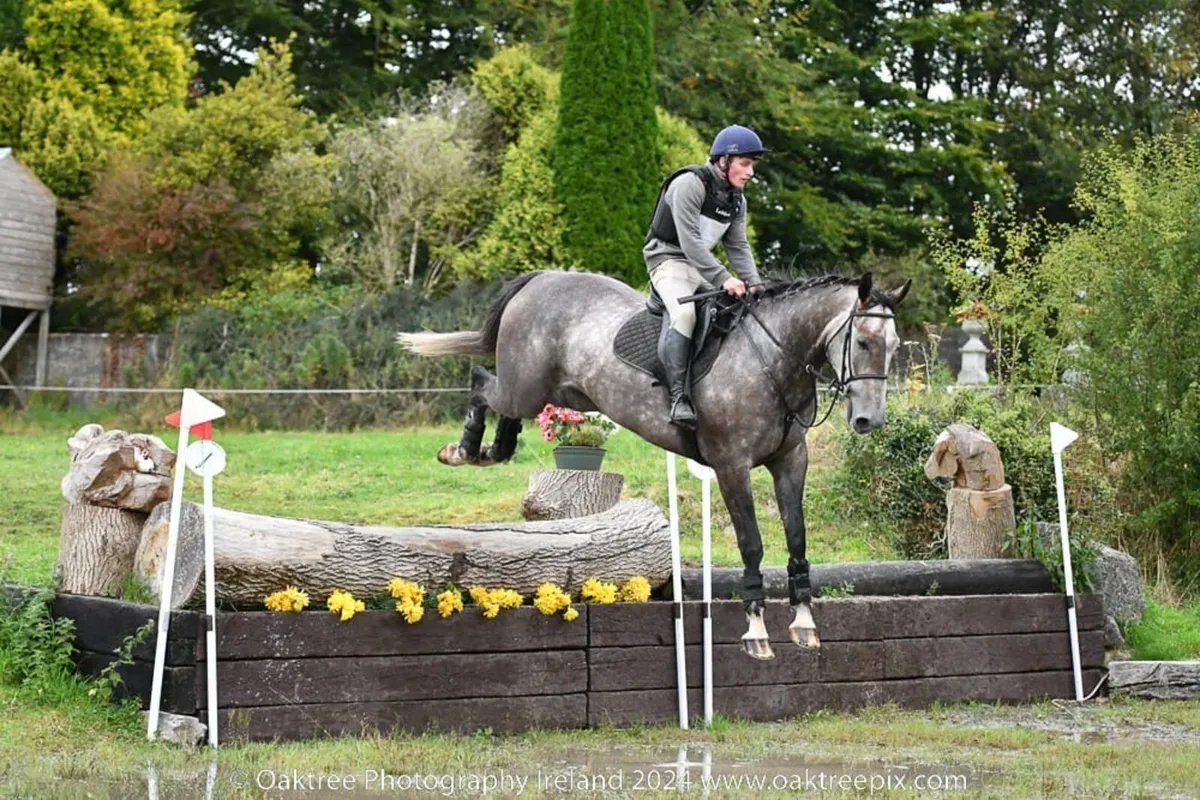 17h All-Rounder Gelding - Image 4