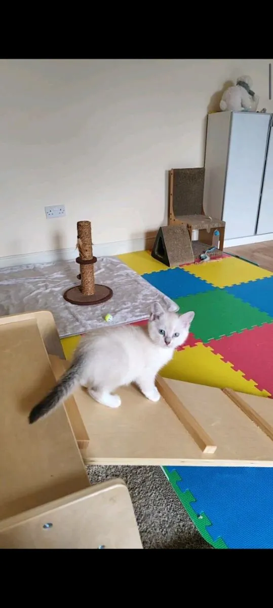 🩷 Last Beautiful Kitten 🩷 - Image 1