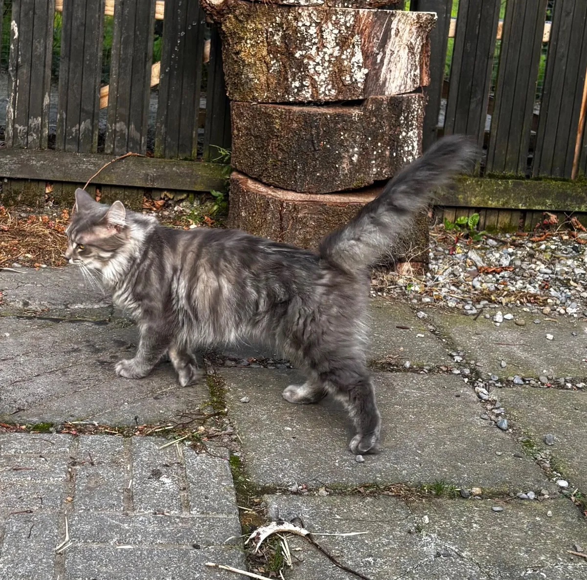 Cats - Image 2