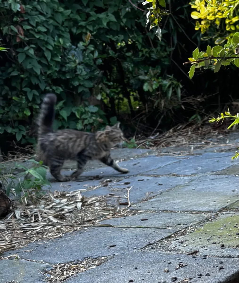 Cats - Image 1