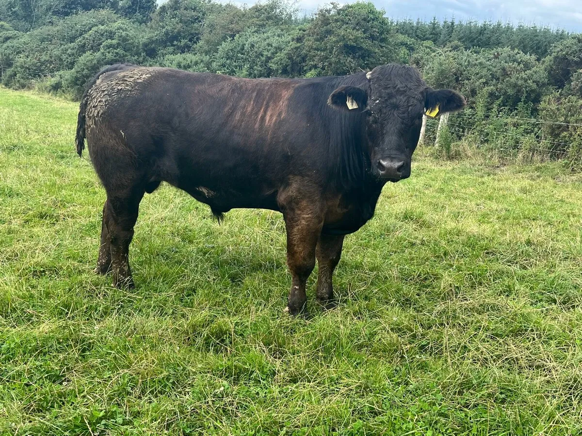 Beef Bullocks Enniscorthy Mart Tuesday 5th August - Image 1