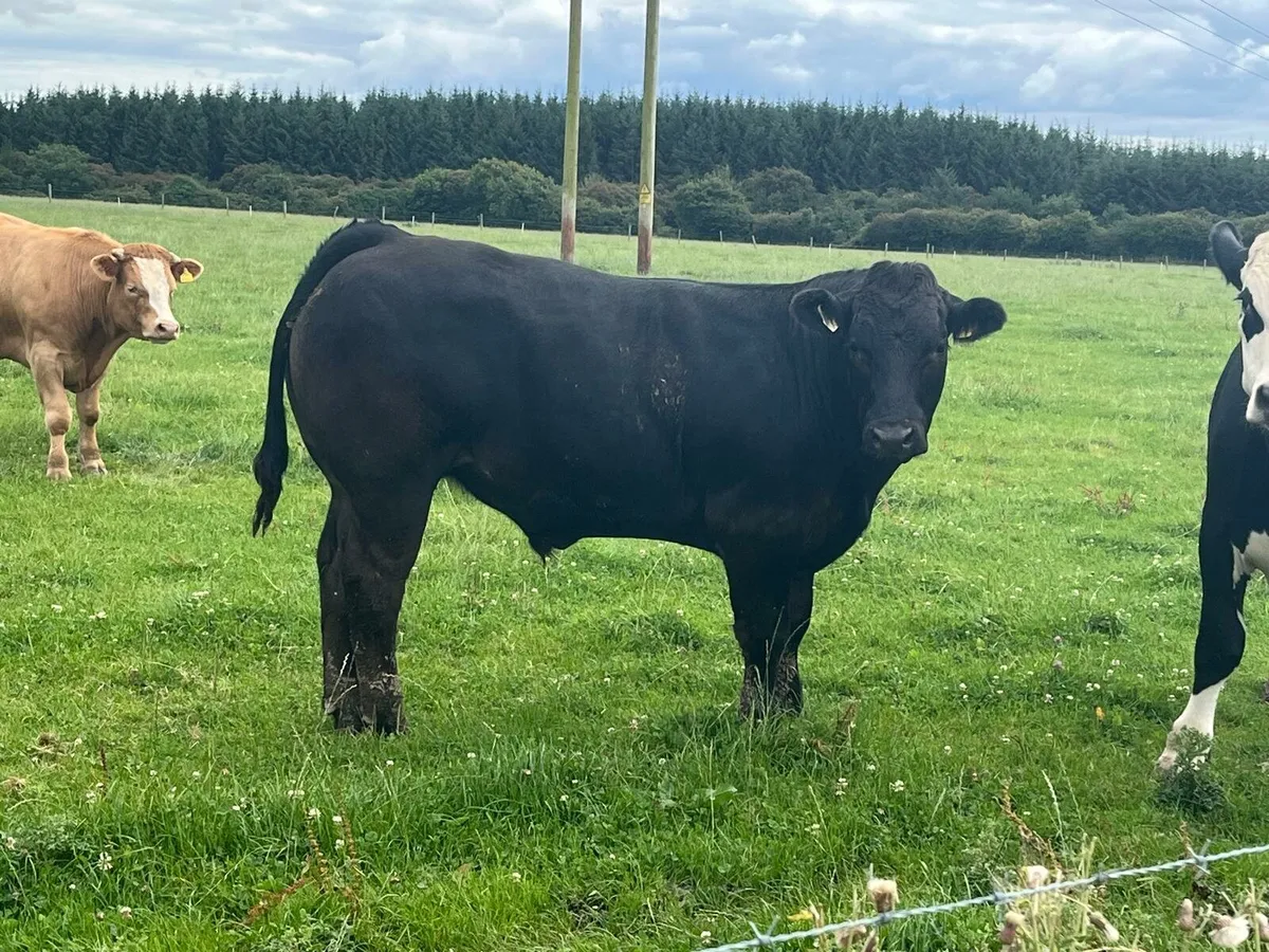 Beef Bullocks Enniscorthy Mart Tuesday 5th August - Image 2