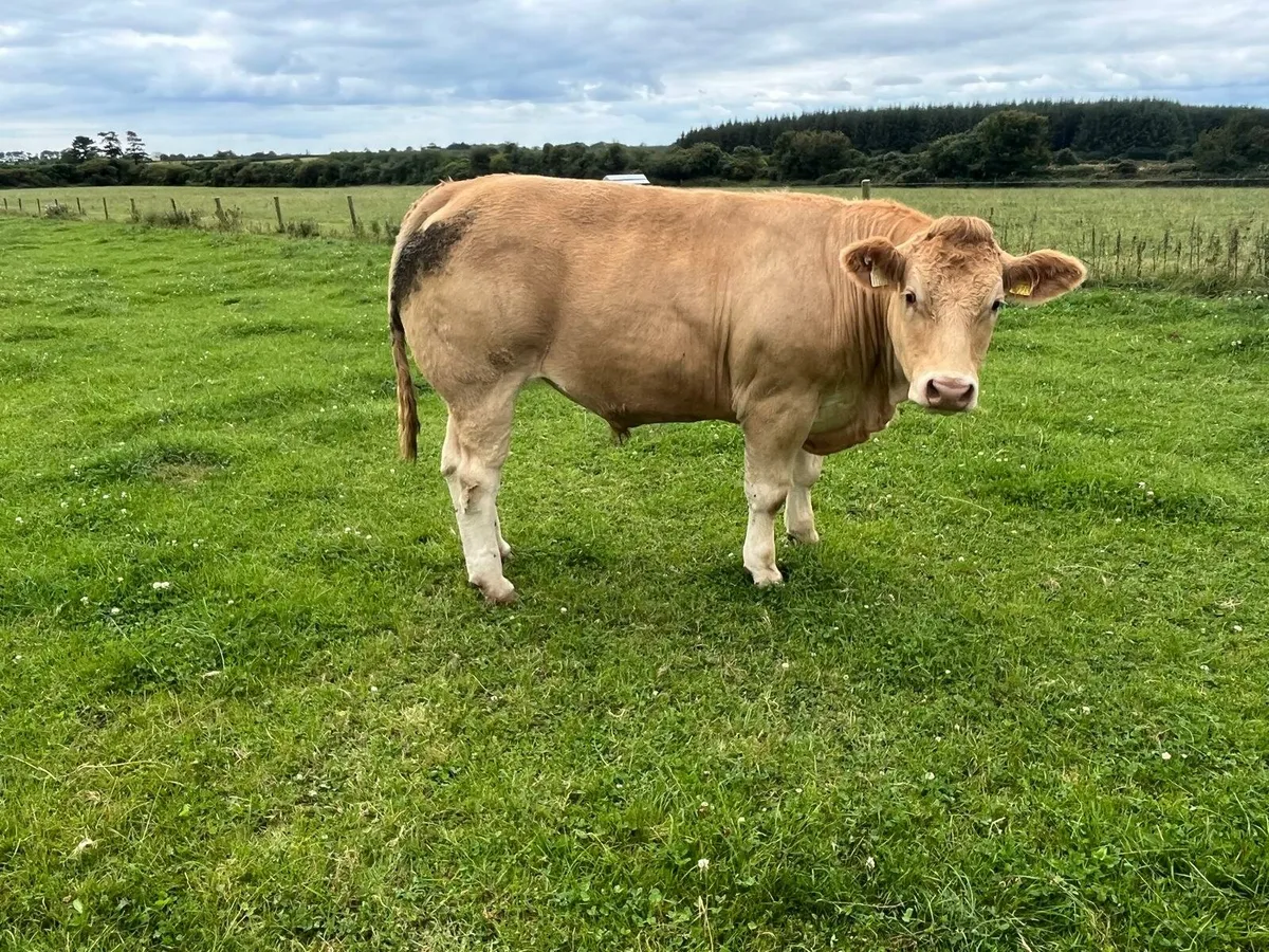 Beef Bullocks Enniscorthy Mart Tuesday 5th August - Image 3