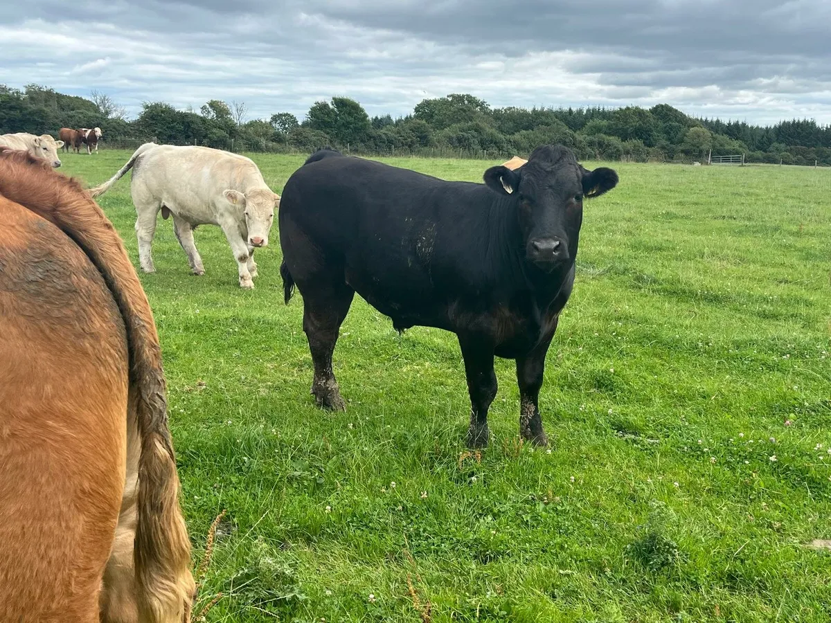 Beef Bullocks Enniscorthy Mart Tuesday 5th August - Image 4