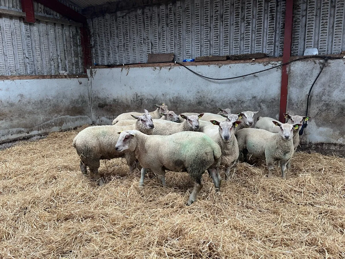 Charollais ram lambs - Image 1