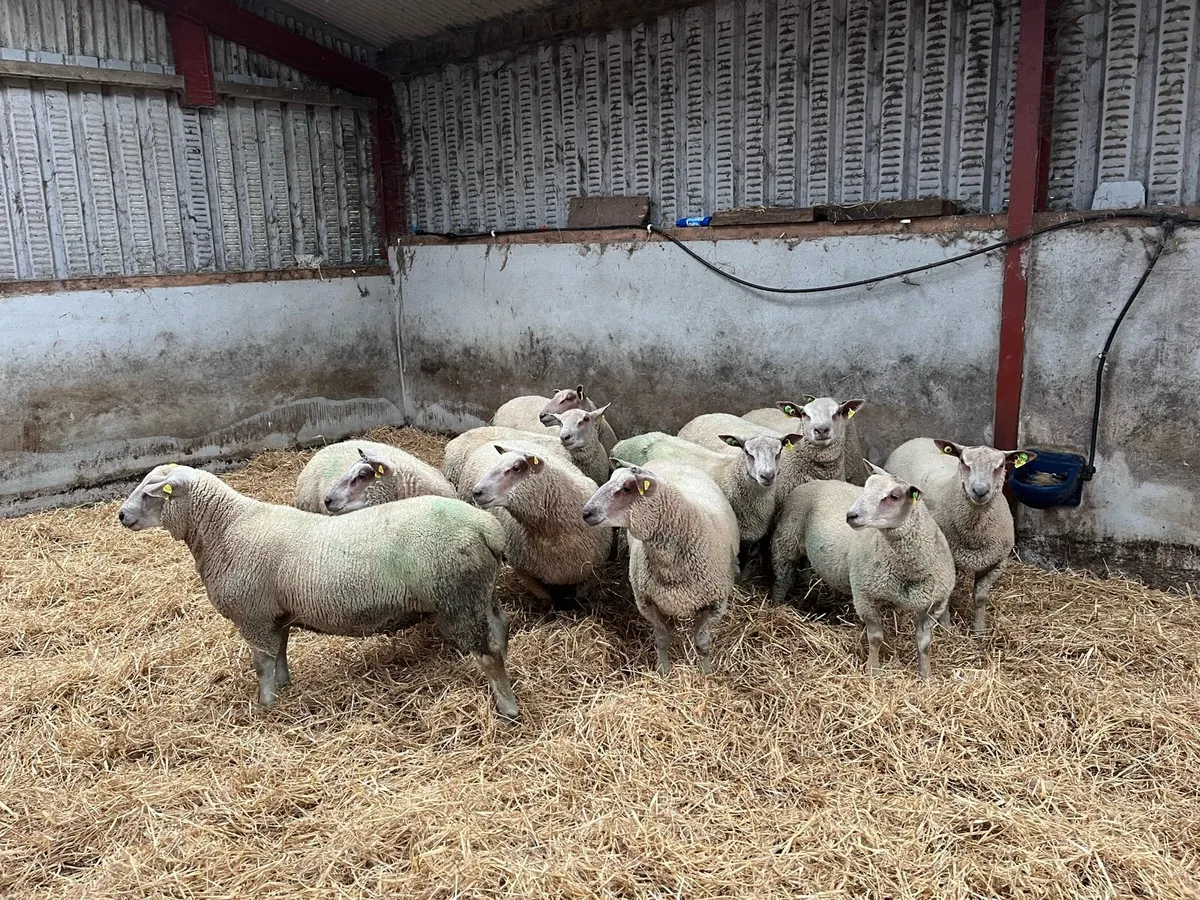 Charollais ram lambs - Image 2