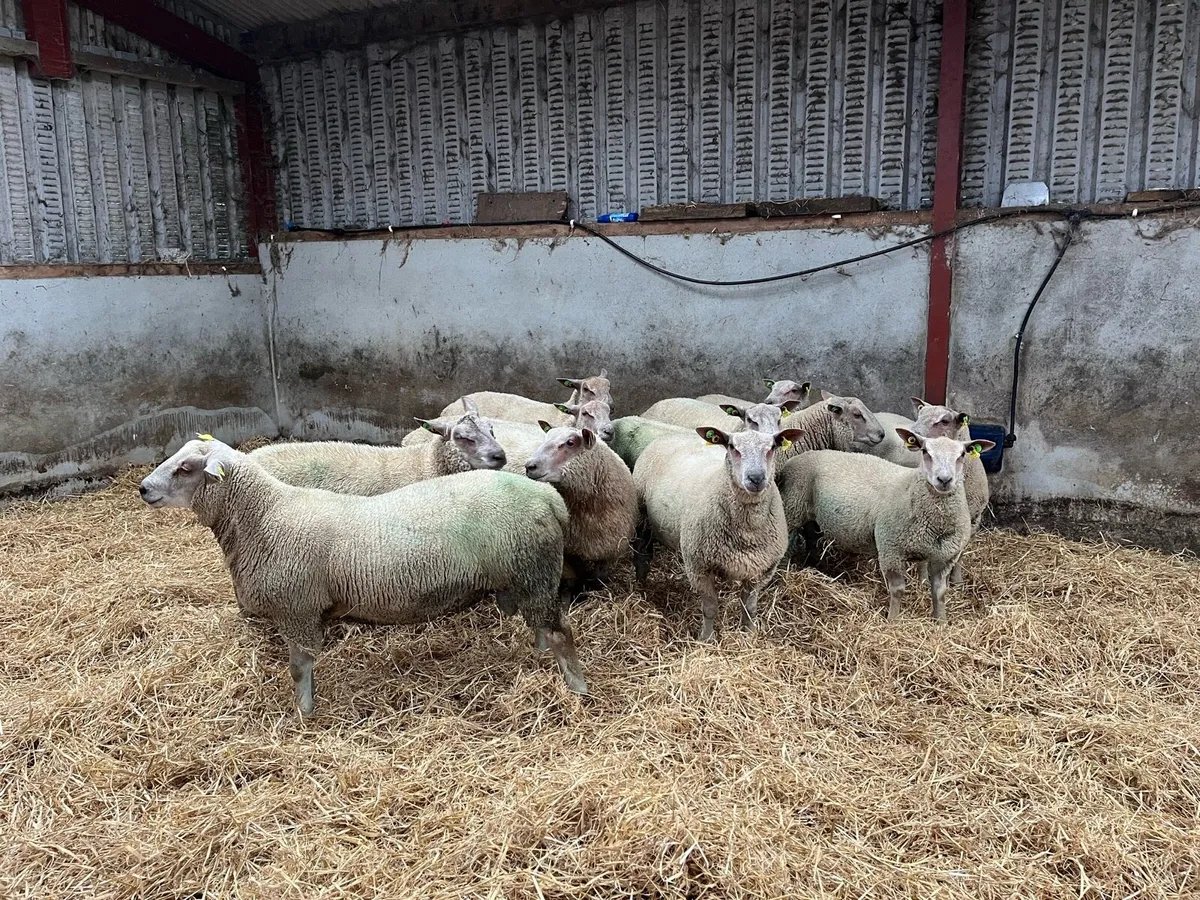 Charollais ram lambs - Image 3