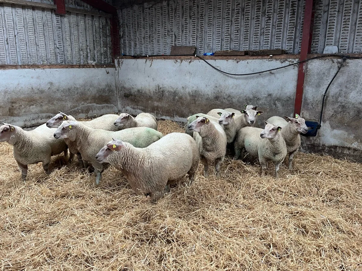 Charollais ram lambs - Image 4