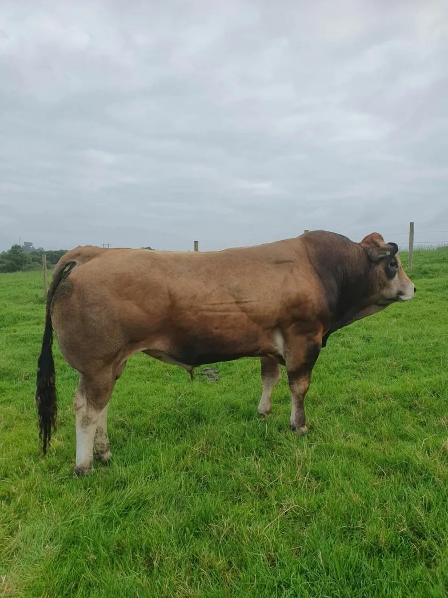 Bull - Image 4