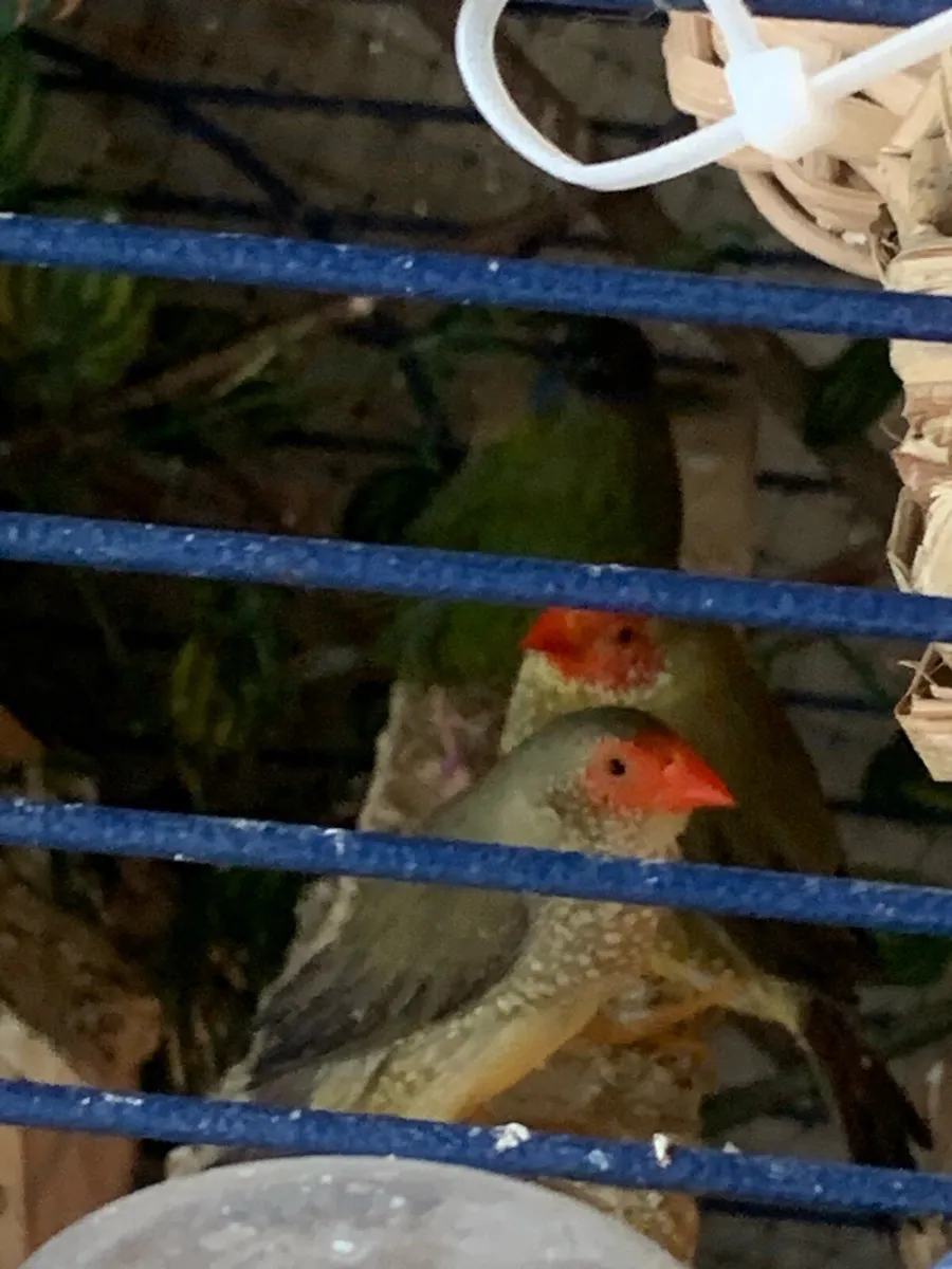 Finches for sale - Image 1