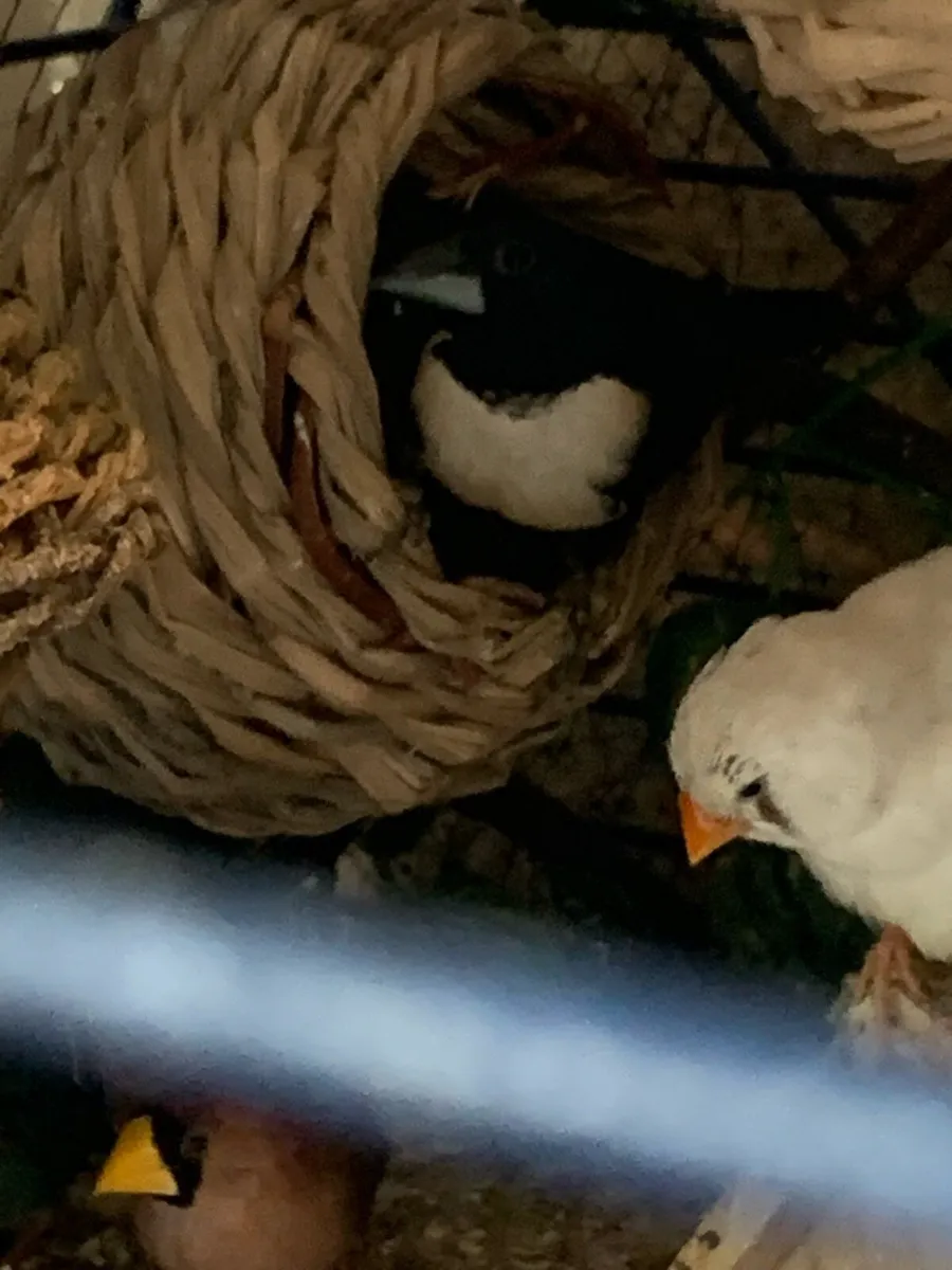 Finches for sale - Image 2