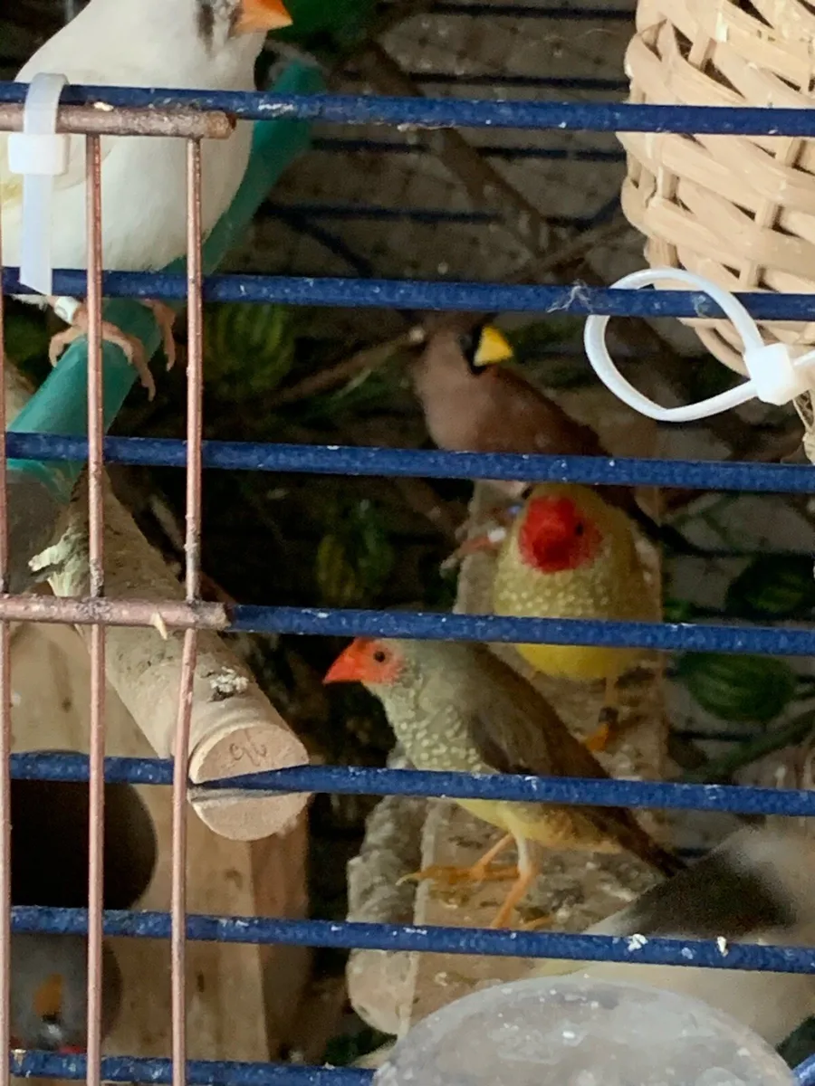 Finches for sale - Image 3