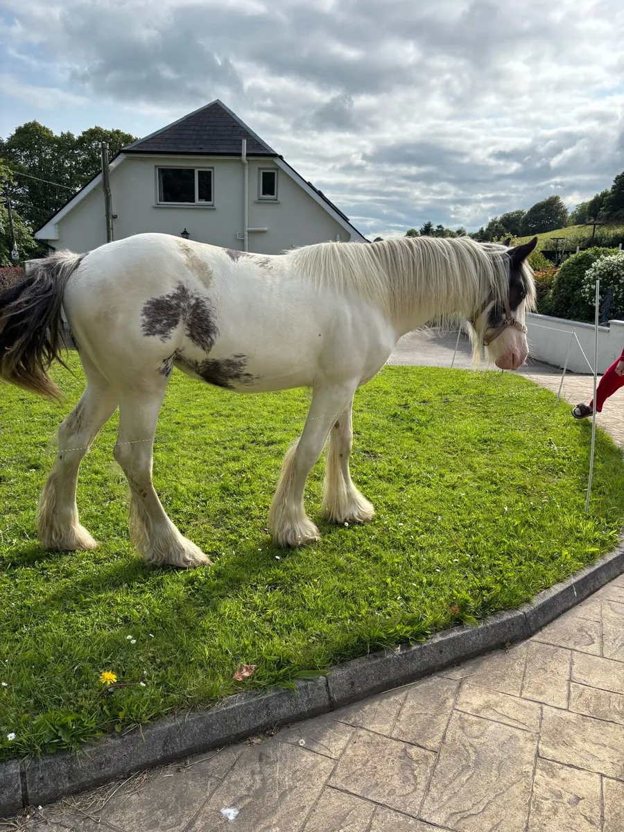 Yearling filly - Image 2