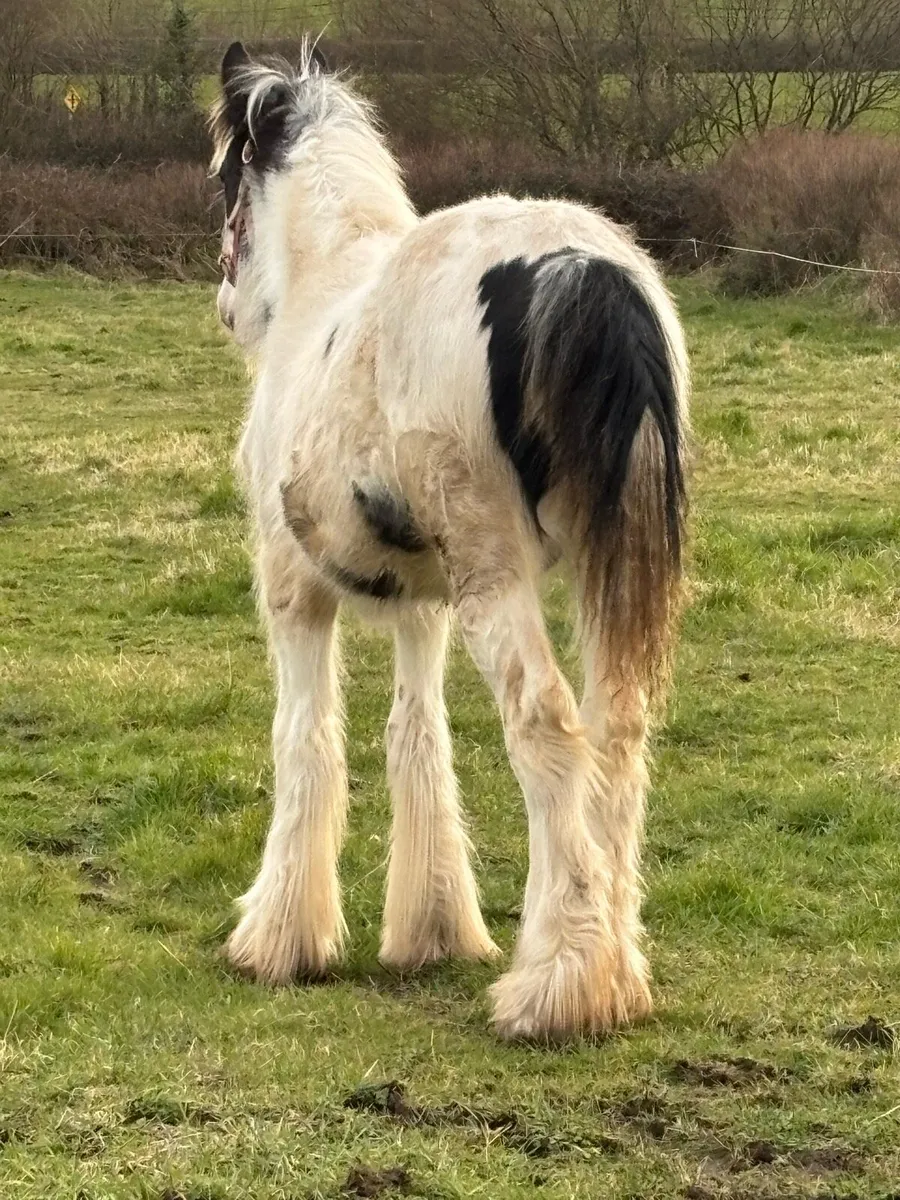 Yearling filly - Image 3