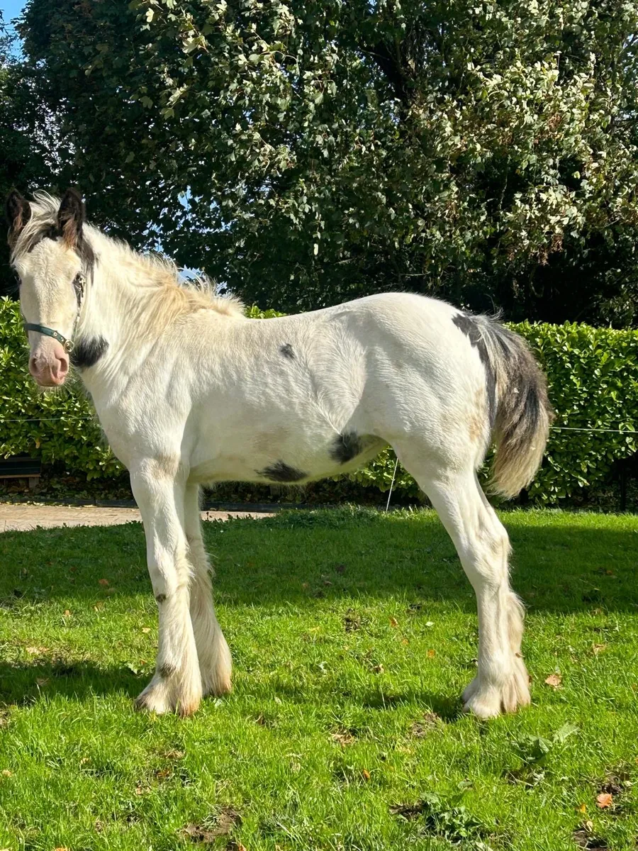 Yearling filly - Image 1