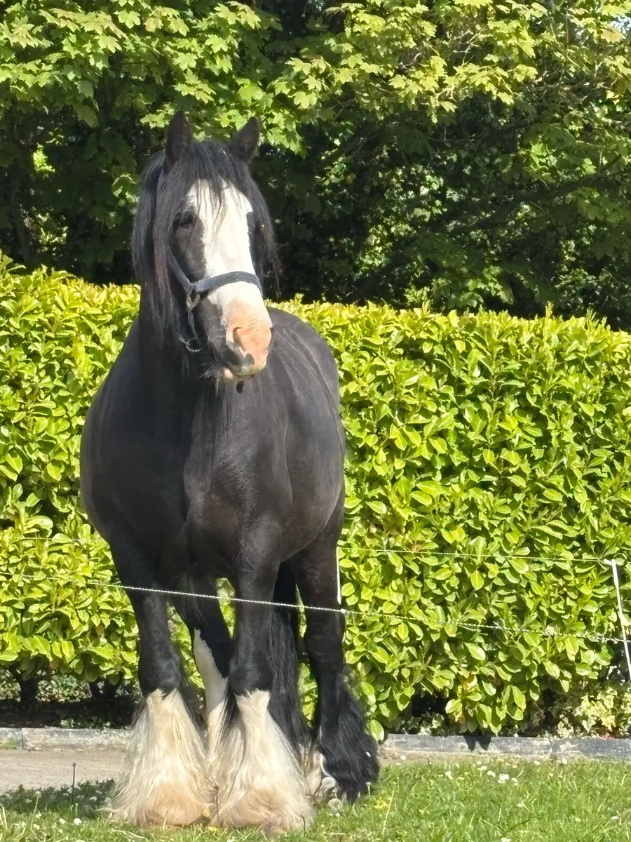 Yearling filly - Image 4