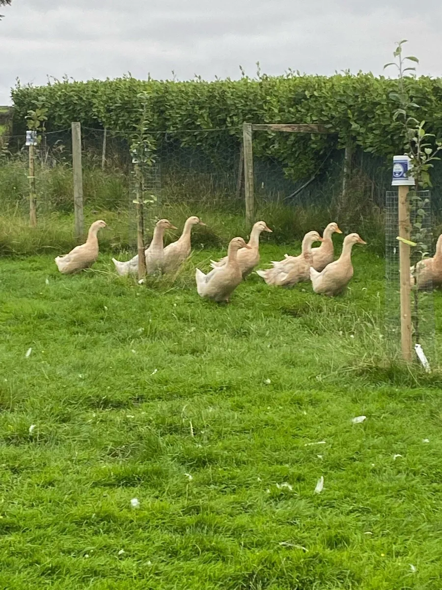 Saxony ducks - Image 1